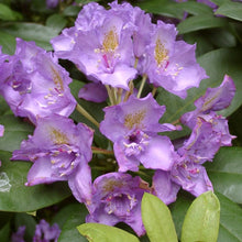 Load image into Gallery viewer, Rhododendron | Fastuosum Flore Pleno
