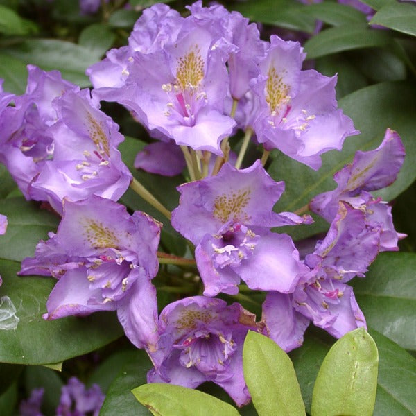 Rhododendron | Fastuosum Flore Pleno