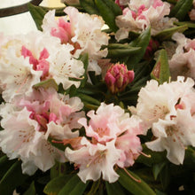 Load image into Gallery viewer, Rhododendron &#39;Christmas Cheer&#39;, evergreen shrub with bright, olive-green foliage and rounded trusses of blush-pink blooms.
