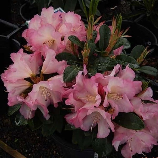 Rhododendron 'Bruce Brechtbill', evergreen shrub with olive-green foliage and loose trusses of pale-pink, wavy lobed blooms with a yellow throat.