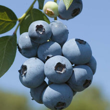 Load image into Gallery viewer, Blueberry &#39;Brigitta&#39; Northern Highbush 
