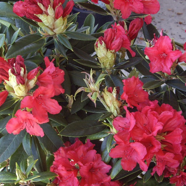 Rhododendron 'Vulcan's Flame', evergreen shrub with pointy, deep-green foliage and trusses of red, bell-shaped flowers with frilly edging.