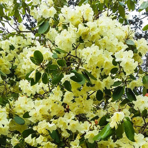 Rhododendron 'Ightham Yellow', evergreen shrub with glossy-green foliage and trusses of small, pale-yellow blooms.