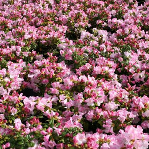 Rhododendron Cilpinense en masse.