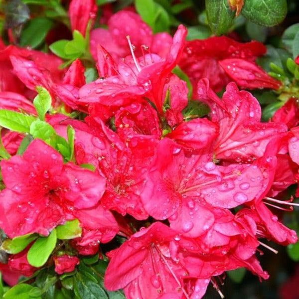 Azalea 'Mother's Day', evergreen shrub with pink-red flowers.
