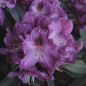 Rhododendron 'Blue Rhapsody', evergreen shrub with yellow-green foliage and trusses of funnel-shaped, light lavender-blue flowers with a dark blotch.