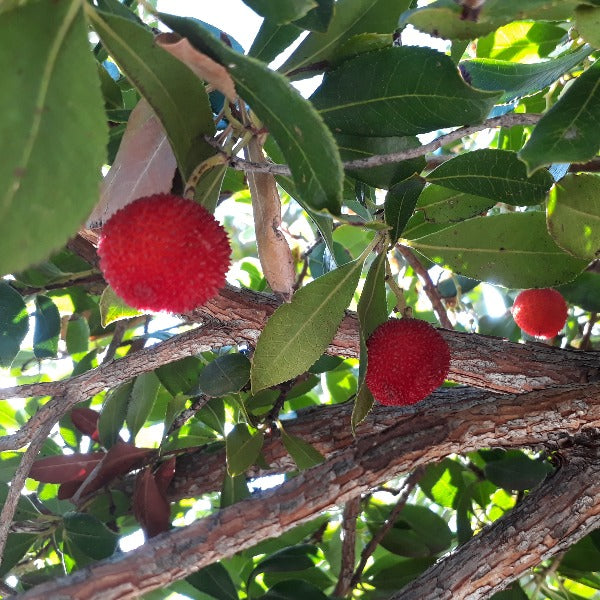 Irish Strawberry Tree - arbutus unedo