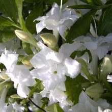 Load image into Gallery viewer, Mollis Azalea &#39;White Throat, deciduous shrub featuring silvery-green foliage and pure-white, double, funnel-shaped blooms.
