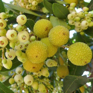 Irish Strawberry Tree - arbutus unedo