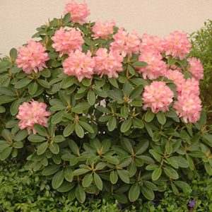 Rhododendron 'Bruce Brechtbill', evergreen shrub with olive-green foliage and loose trusses of pale-pink, wavy lobed blooms with a yellow throat.