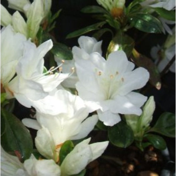 Azalea 'Seikai', evergreen shrub with white, hose in hose flowers.