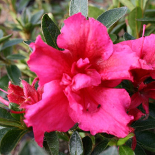 Azalea 'Red Wing', evergreen shrub with hot pink-red flowers.