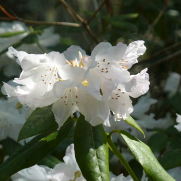 Rhododendron 'Dora Amateis', evergreen shrub with dark-green foliage and trumpet-shaped pure-white flowers with slight speckles of pink and green.