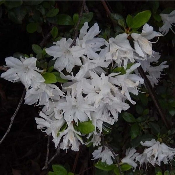 Azalea | Snowflake – Arbode Garden + Home