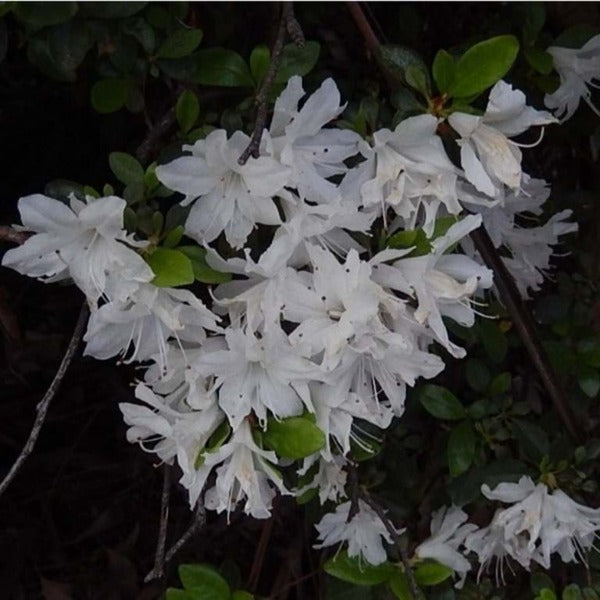 Azalea 'Snowflake', evergreen shrub with snow-white flowers.