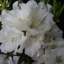 Load image into Gallery viewer, Rhododendron | Helene Schiffner
