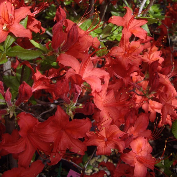 Mollis Azalea 'Knaphill Red', deciduous shrub with bright-green foliage and clusters of brilliant-red blooms.