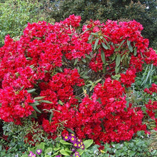 Load image into Gallery viewer, Rhododendron &#39;Firedance&#39;, evergreen shrub with dark-green foliage and trusses of funnel-shaped, scarlet-red flowers with frilly edges.
