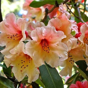 Rhododendron | C.I.S.