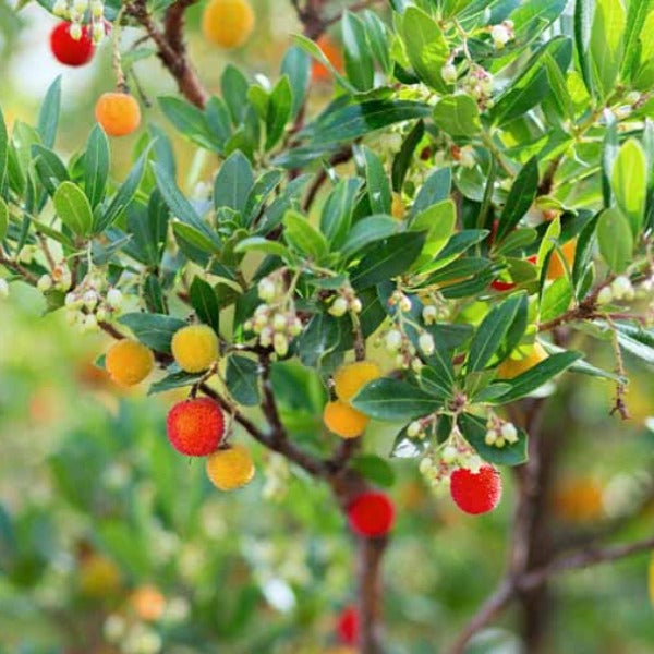 Irish Strawberry Tree. Arbutus unedo.