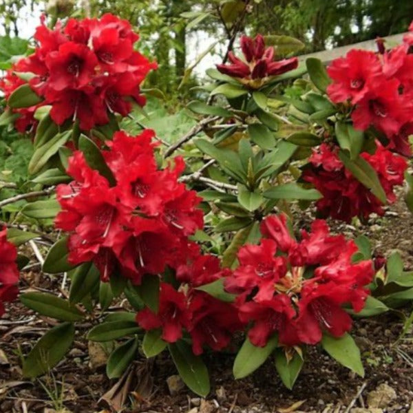 Rhododendron | Blitz