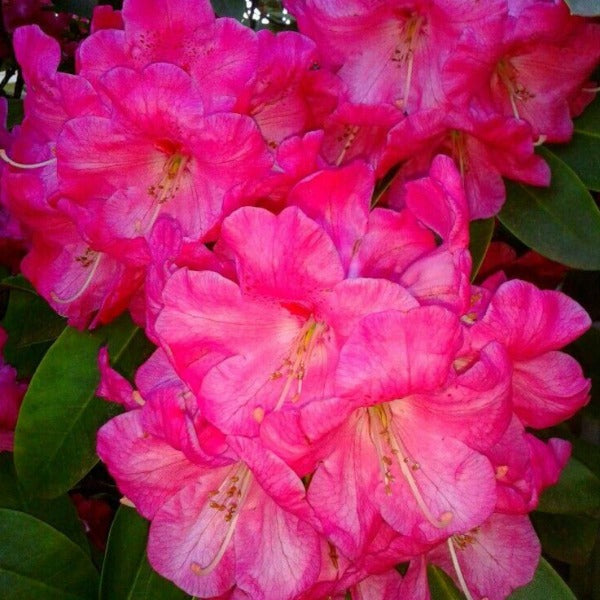 Rhododendron 'El Camino' clusters of hot pink flowers against bright mid-green foliage