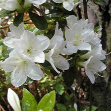 Load image into Gallery viewer, Azalea &quot;Limelight&quot;, evergreen shrub with white flowers.
