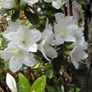 Azalea "Limelight", evergreen shrub with white flowers.