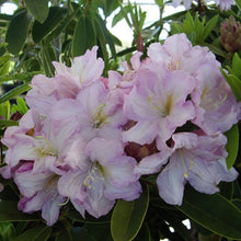 Load image into Gallery viewer, Rhododendron &#39;Admiral Piet Hein&#39;, evergreen shrub with dark-green foliage and clusters of funnel-shaped, pale-lavender flowers.
