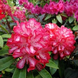 Rhododendron | Alarm