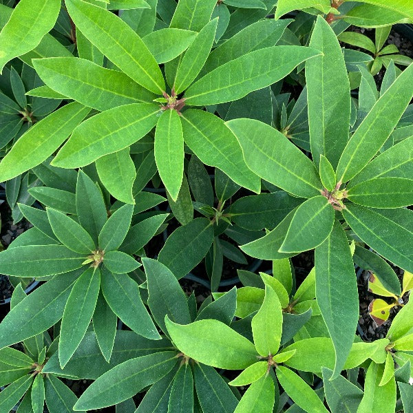 Rhododendron Alarm, pointy evergreen foliage.