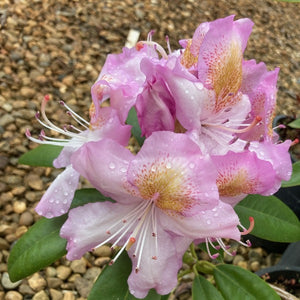 Rhododendron 'Album Novem', lilac-white flowers on lush dark-green foliage.