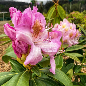 Rhododendron 'Album Novem', lilac-white flowers on lush dark-green foliage.