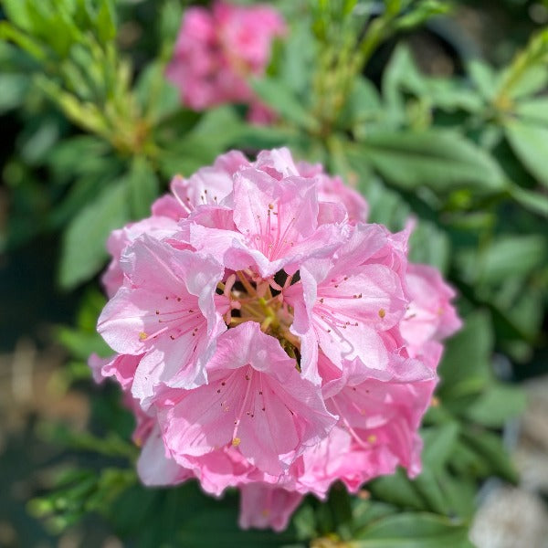 Rhododendron Alice, trusses of soft pink flowers against mid green foliage