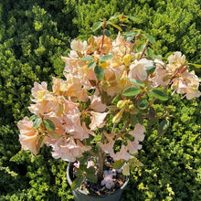Load image into Gallery viewer, Rhododendron &#39;Alison Johnstone&#39;, evergreen shrub with bluish-green foliage and trusses of funnel-shaped, cream coloured flowers, blushed pink.
