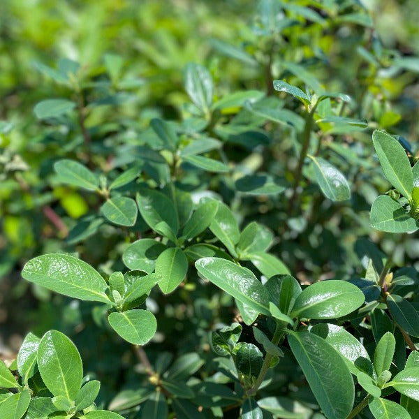 Rhododendron 'Alison Johnson' green foliage