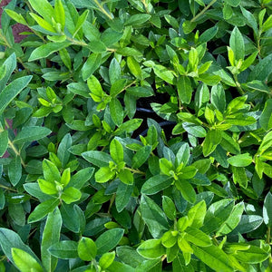 Azalea Alphonse Anderson green foliage