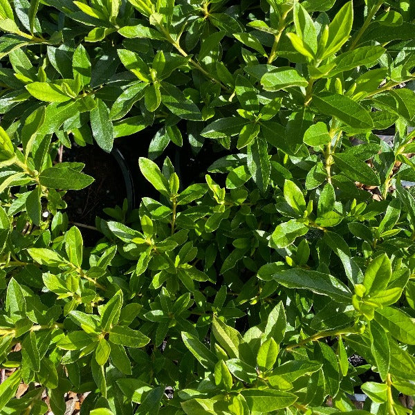 Azalea Alphonse Anderson Purple, green foliage