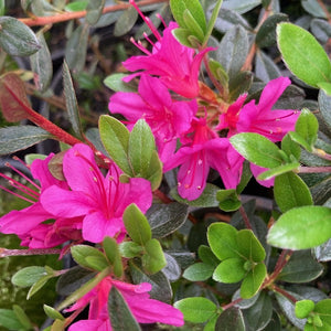 Azalea "Amoena", evergreen shrub with deep pink, hose in hose flowers.