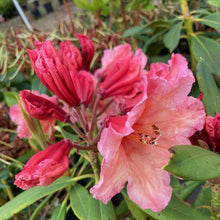 Load image into Gallery viewer, Rhododendron &#39;Autumn Gold&#39;, evergreen shrub with bright-green foliage and clusters of funnel-shaped, salmon-orange blooms with a deeper orange eye.
