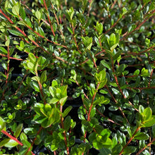 Load image into Gallery viewer, Azalea Amoenum green foliage
