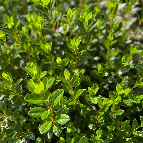 Azalea 'Pixie', green foliage on young plants