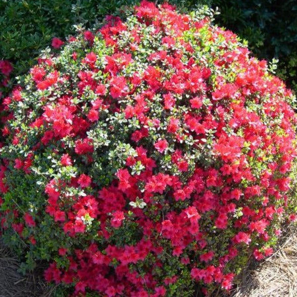 Azalea 'Christmas Cheer, evergreen shrub with clear red flowers.