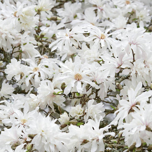 Magnolia 'Ballerina' star-shaped white flowers.