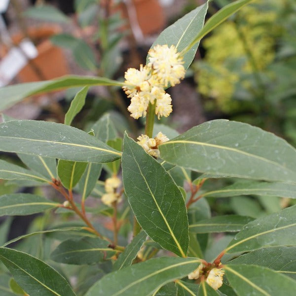 Evergreen Bay Laurel Tree 