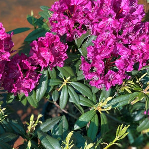 Rhododendron 'Black Prince, evergreen shrub with olive green foliage and masses of magenta-purple blooms.