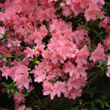Load image into Gallery viewer, Azalea &#39;Blaaus&#39;s Pink&#39;, evergreen shrub with salmon-pink flowers.
