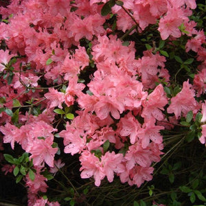 Azalea 'Blaaus's Pink', evergreen shrub with salmon-pink flowers.