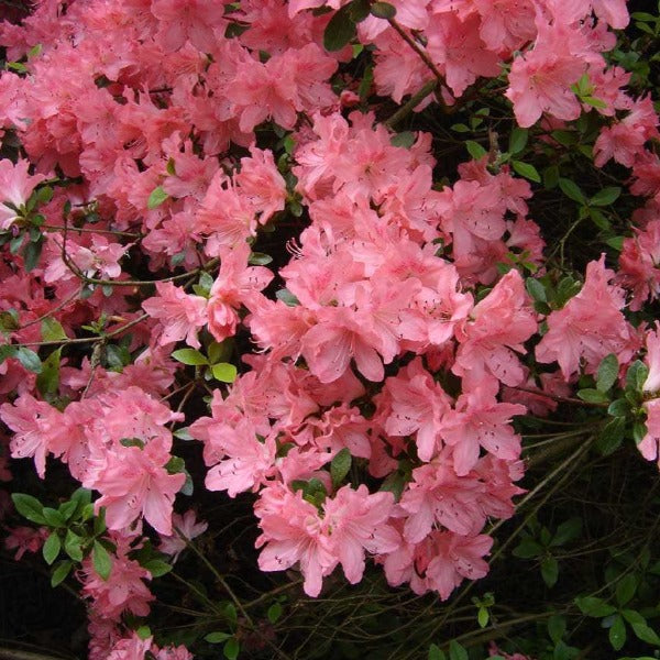 Azalea 'Blaaus's Pink', evergreen shrub with salmon-pink flowers.