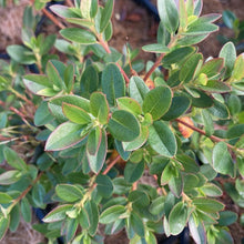 Load image into Gallery viewer, Rhododendron &#39;Blue Admiral&#39; green foliage
